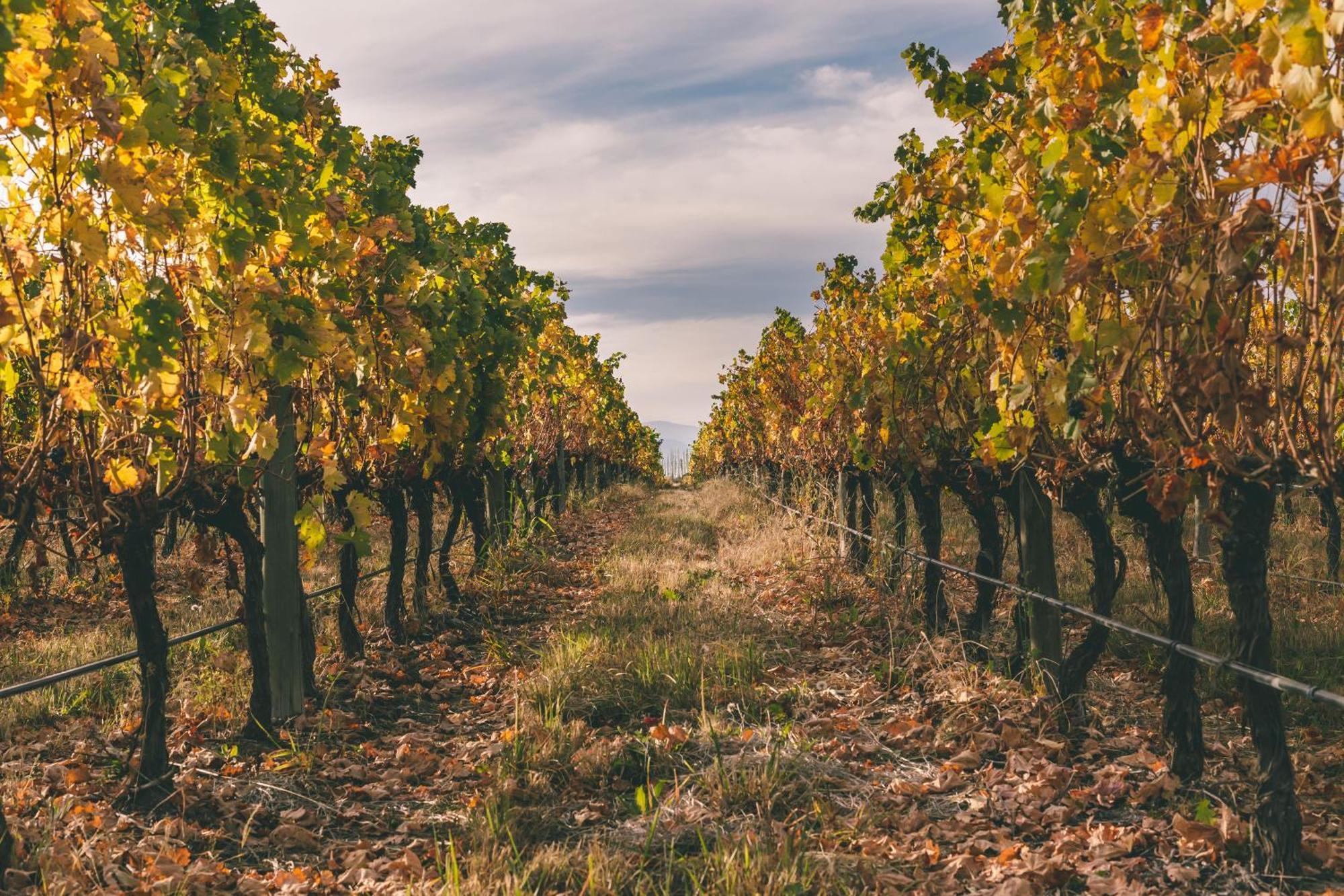 Rosell Boher Winery Lodge & Spa Agrelo Buitenkant foto