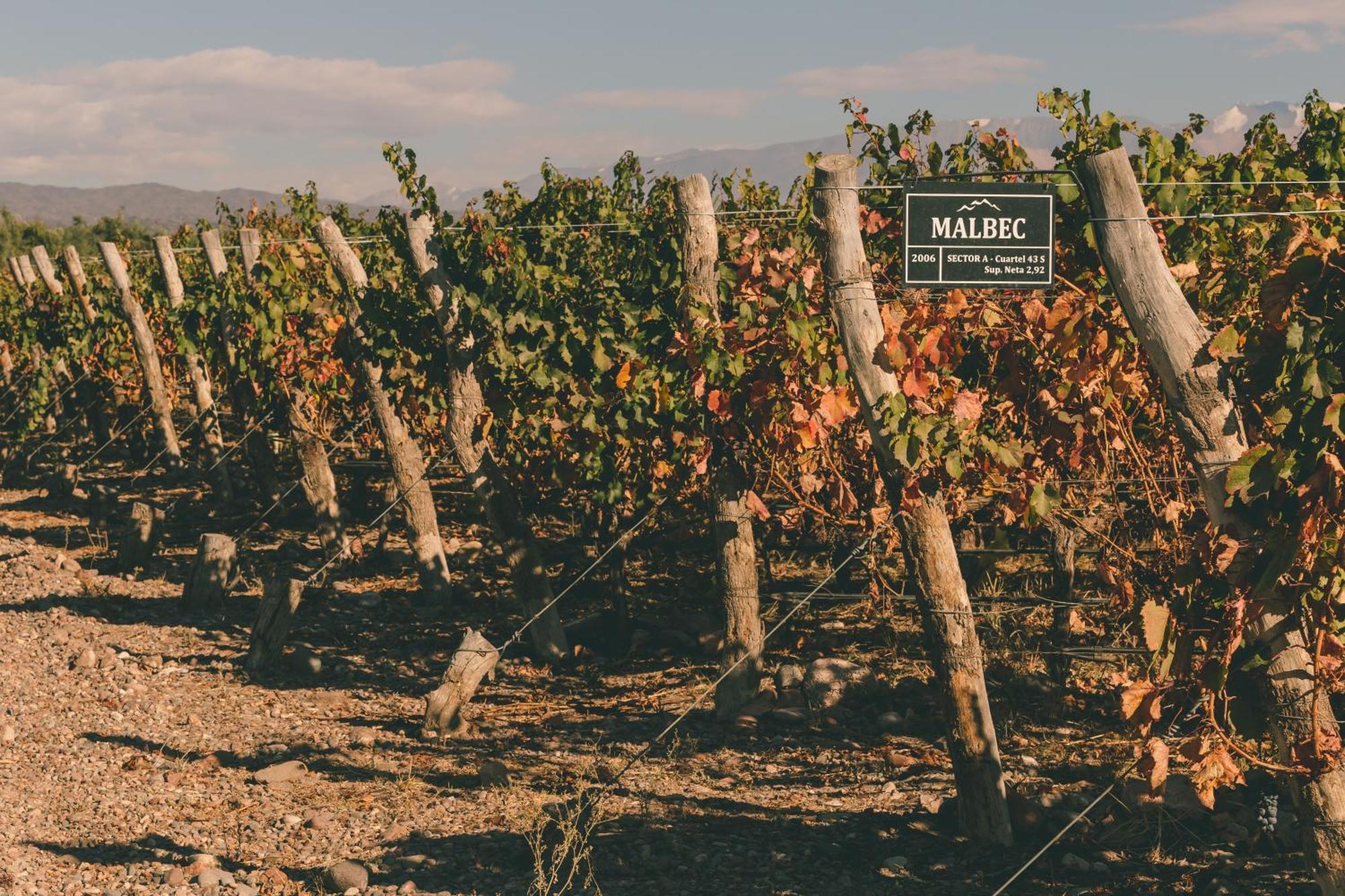 Rosell Boher Winery Lodge & Spa Agrelo Buitenkant foto
